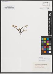 Foto von Salix appendiculata Vill.